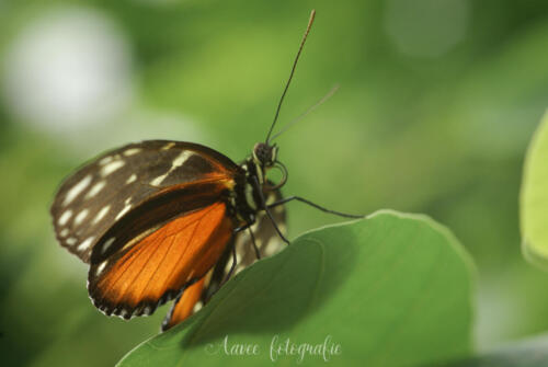 Tropische vlinder vlindertuin